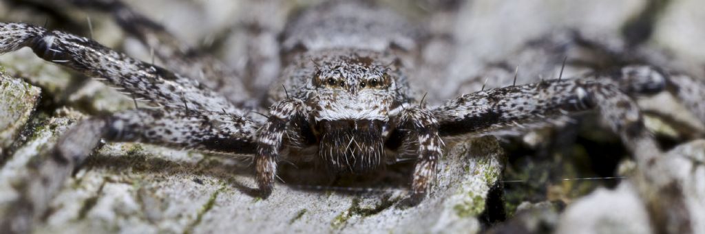 Philodromus margaritatus - Varna (BZ)